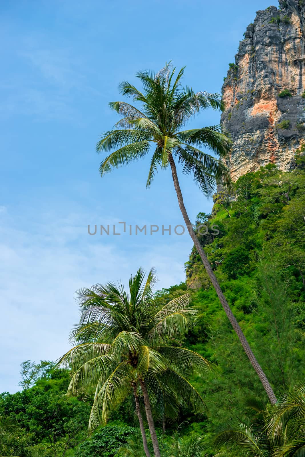 vertical landscape of tropical palm trees and sheer cliff. Thailand