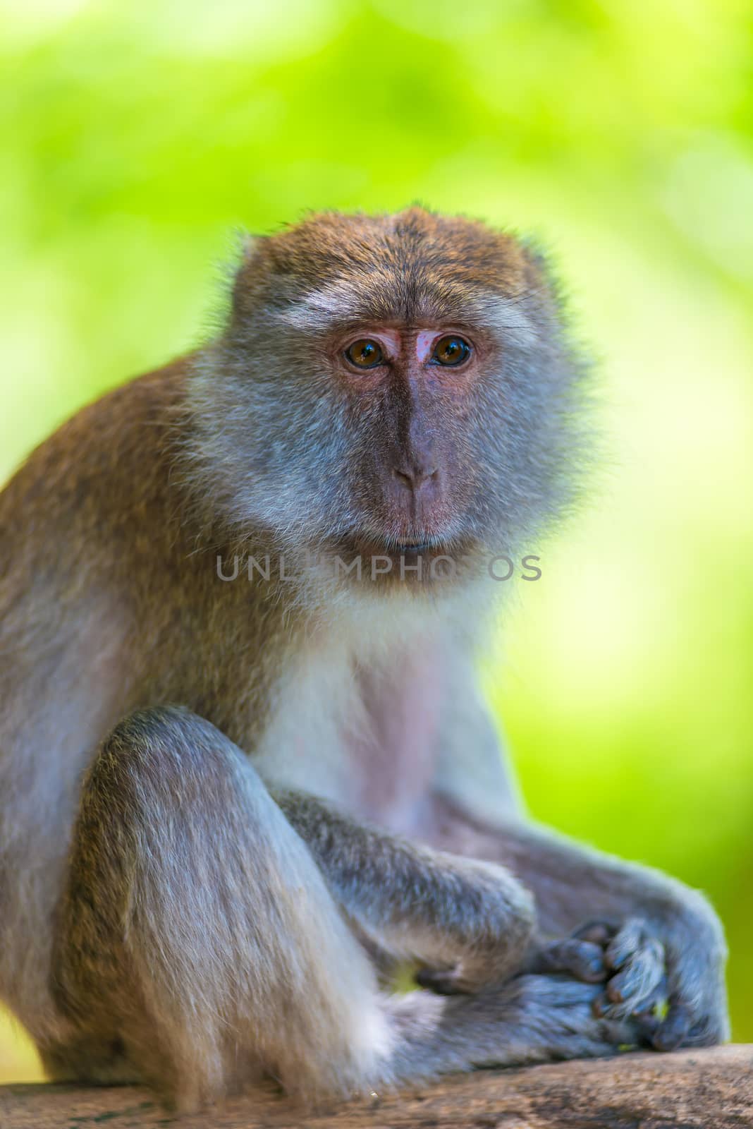 vertical portrait of a monkey on a wooden fence in Asia by kosmsos111