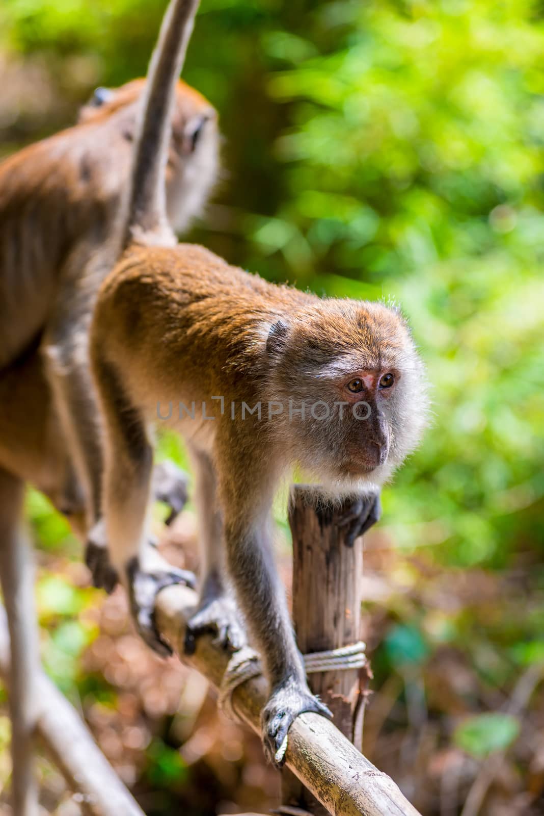 two monkeys on a fence, Krabi, Thailand by kosmsos111