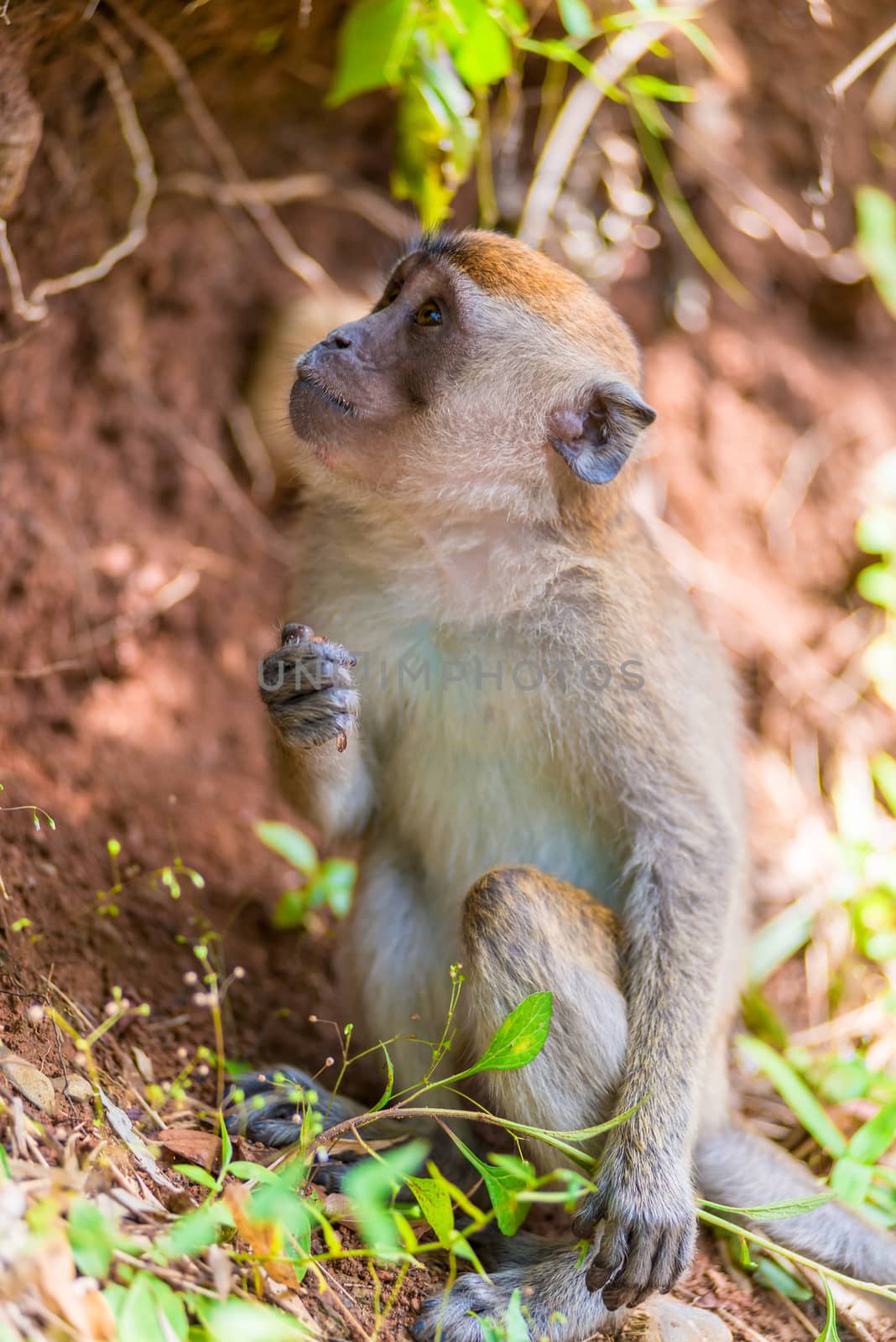 young monkey near the tree looking up