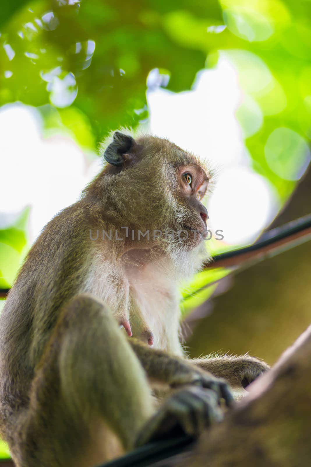 portrait of a monkey looking away on a background of green foliage