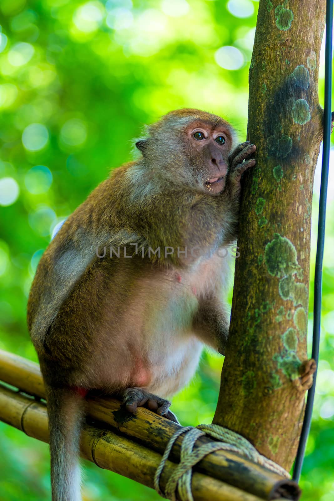portrait of a monkey vertical, animal near a tree by kosmsos111