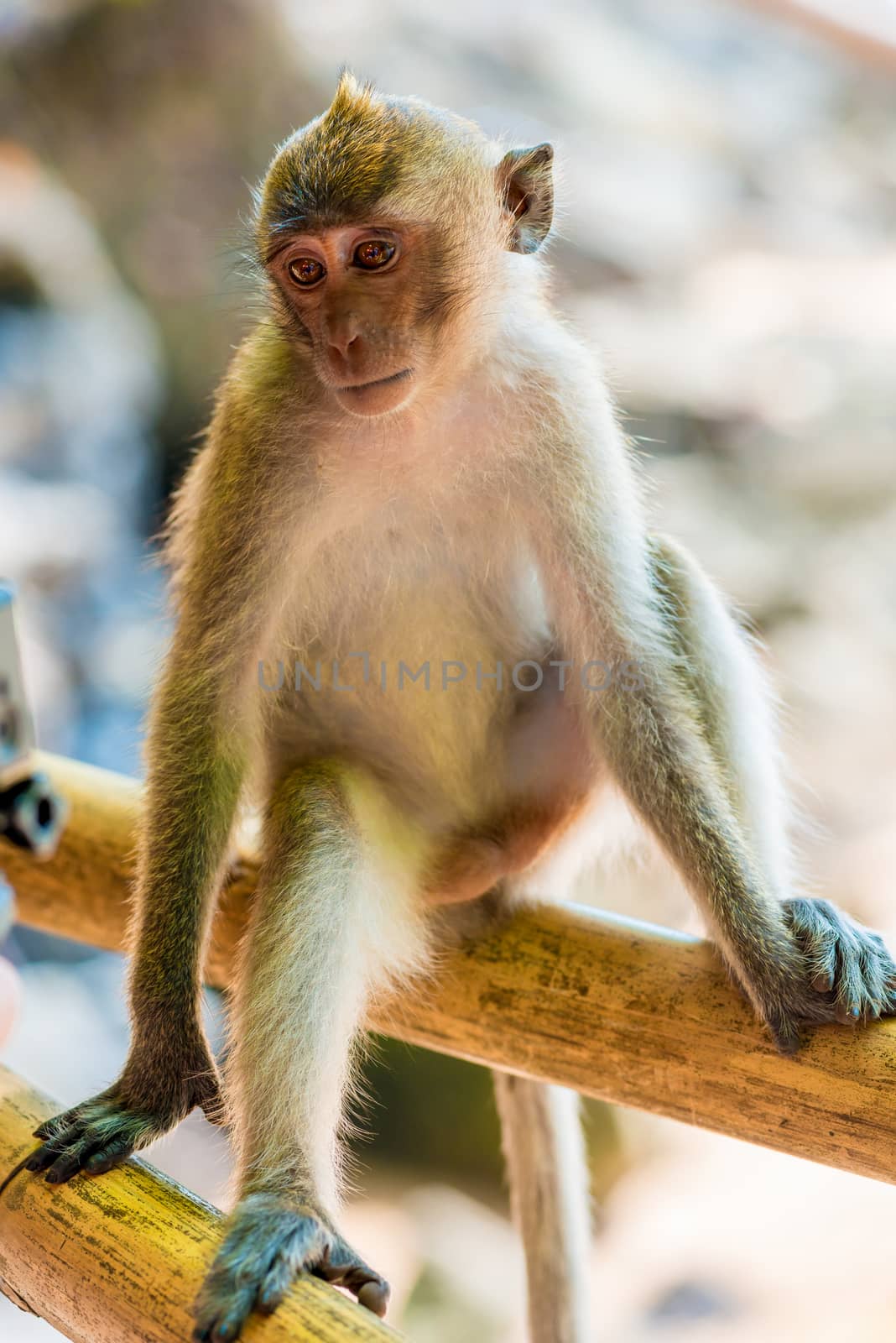 beautiful little monkey on the fence resting by kosmsos111