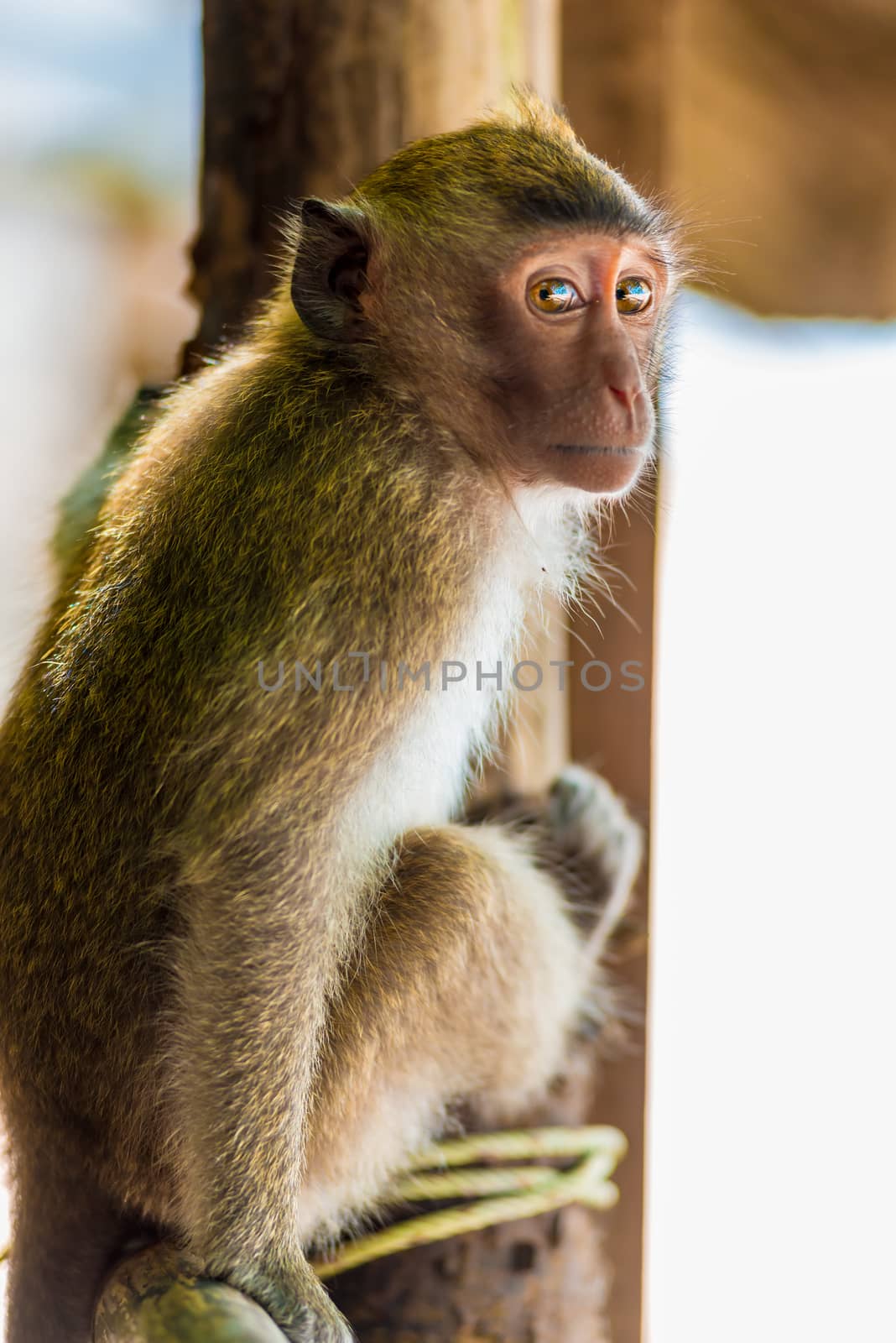 vertical portrait of a monkey in a natural habitat by kosmsos111