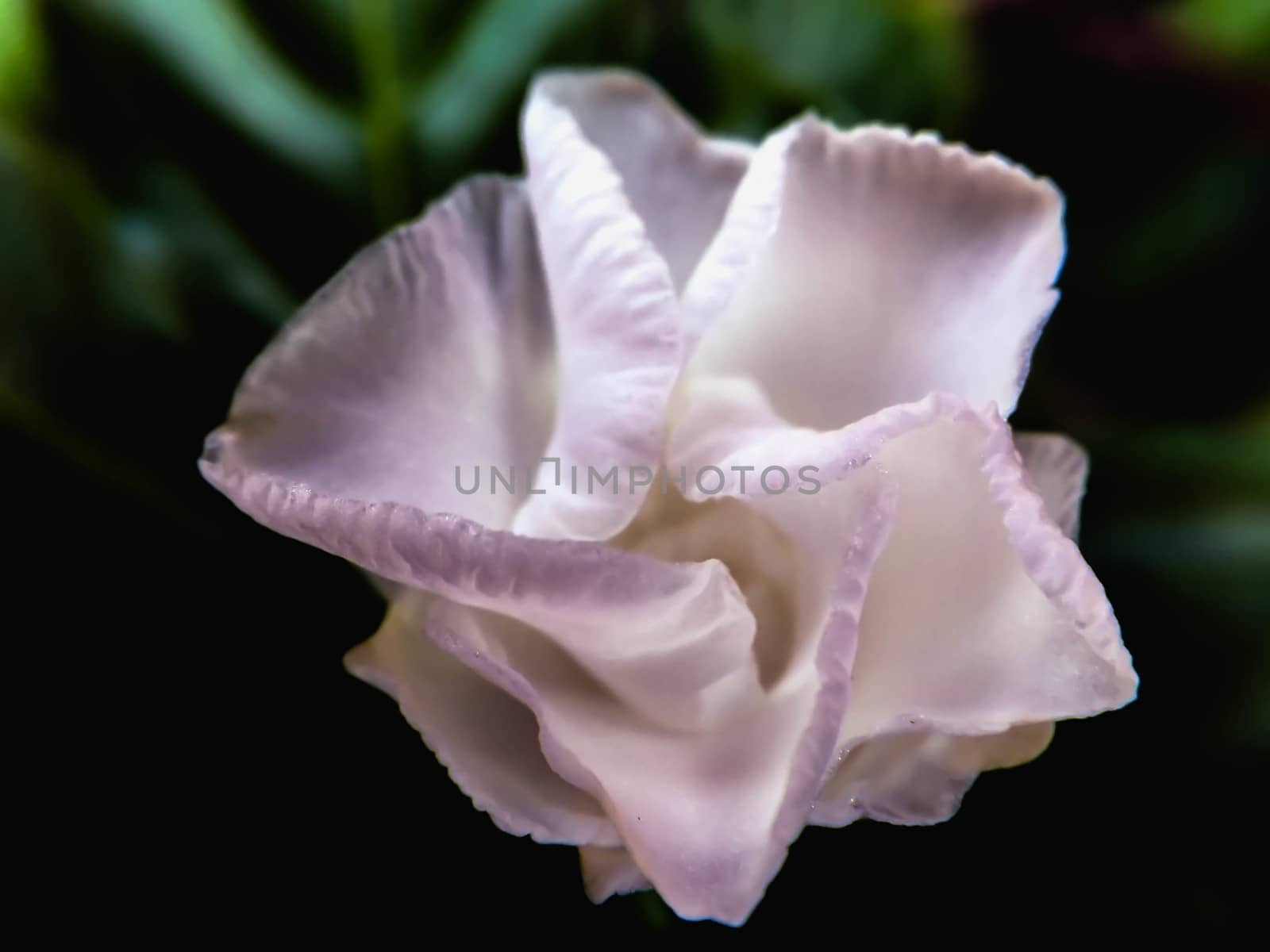 Closeup white flower and green leave
