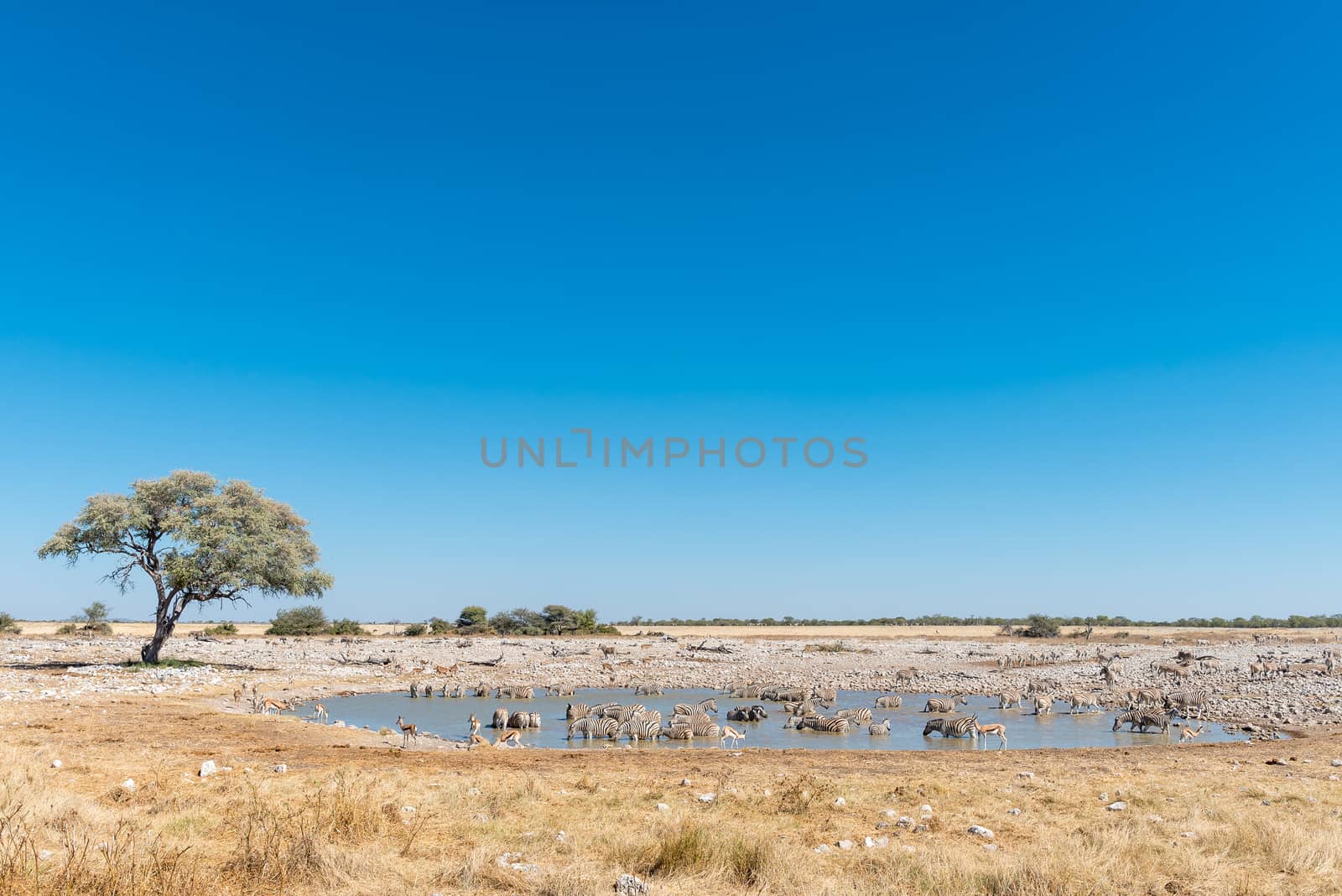 A herd of Burchells zebras, Equus quagga burchellii, drinking water in a waterhole in Northern Namibia