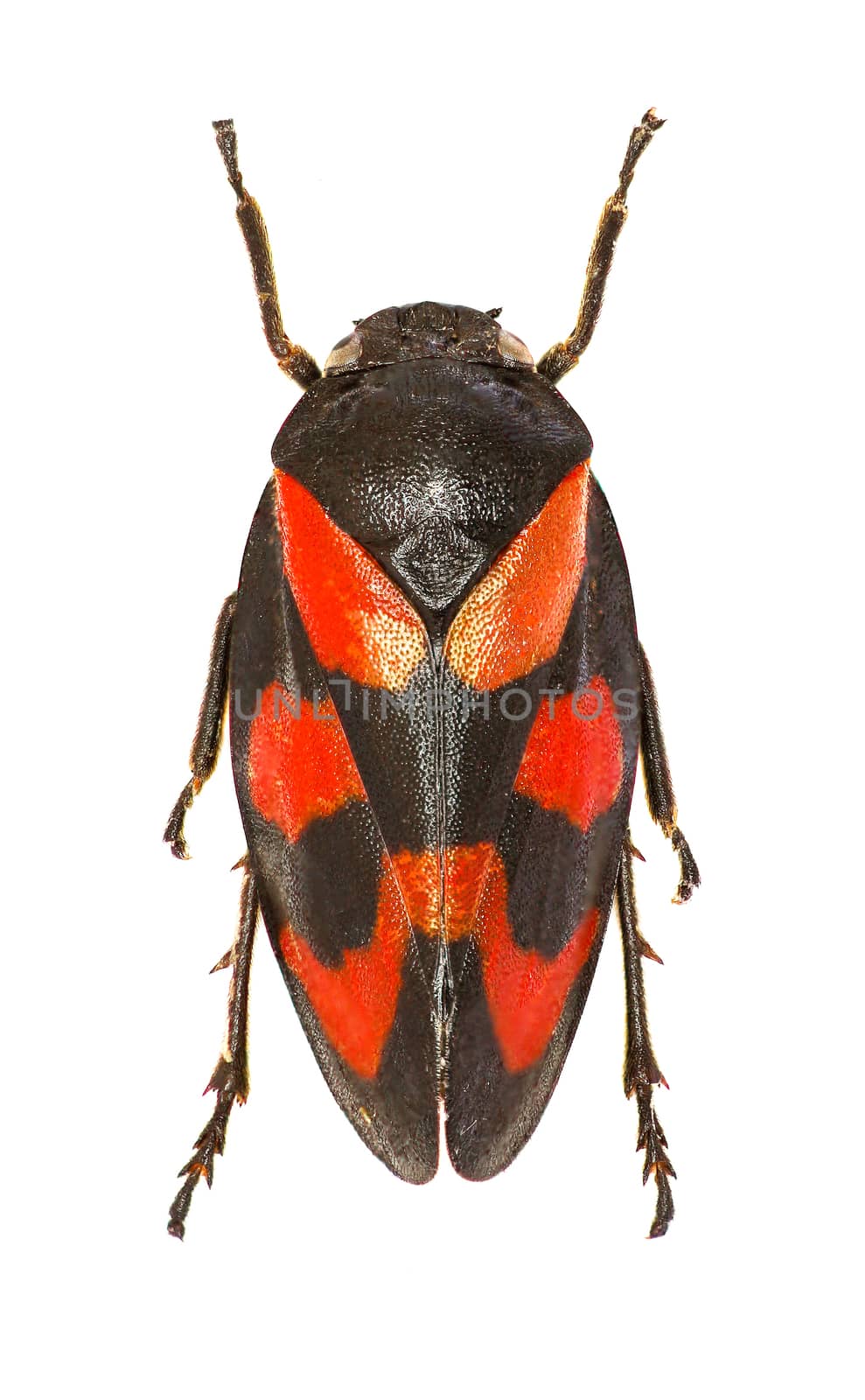 Red and Black Froghopper on white Background  -  Cercopis vulnerata (Rossi, 1807) by gstalker