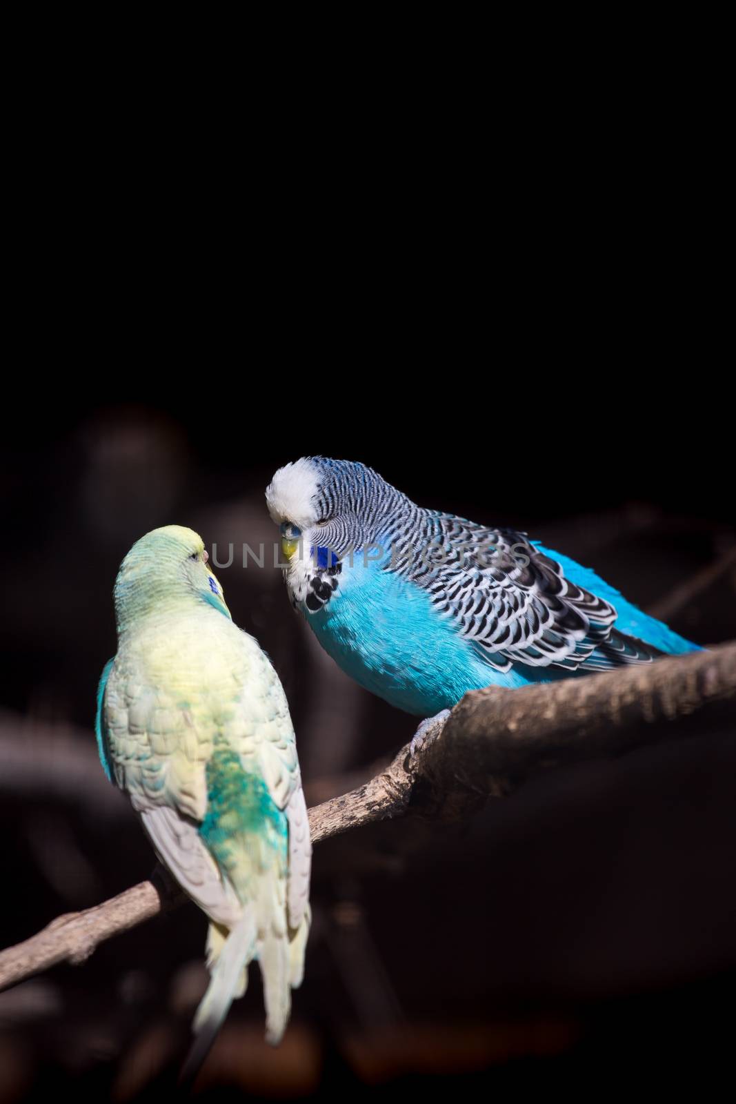 Two budgies on a branch
