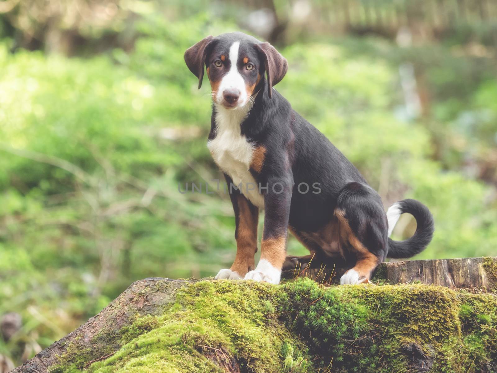 Appenzell puppy sitting and waiting by sandra_fotodesign