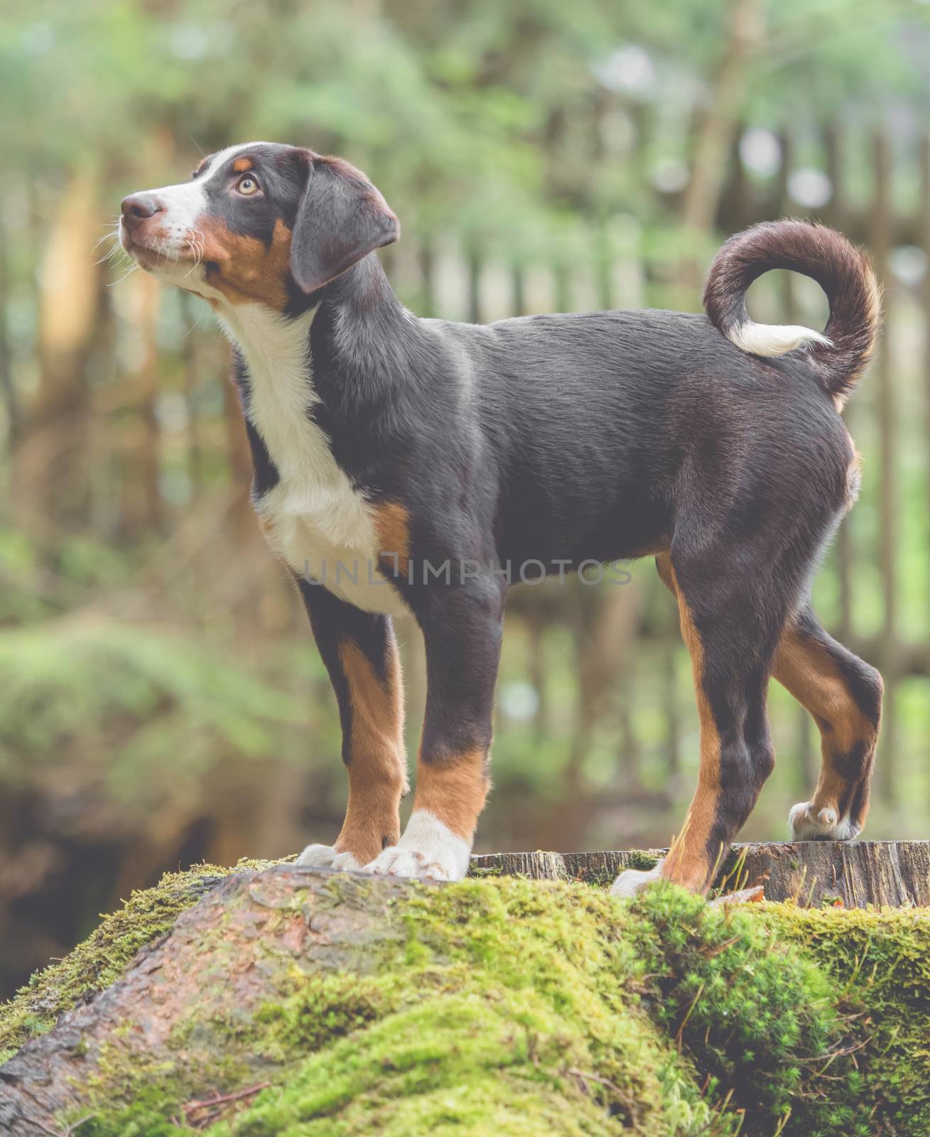 Appenzeller puppy stands and waits