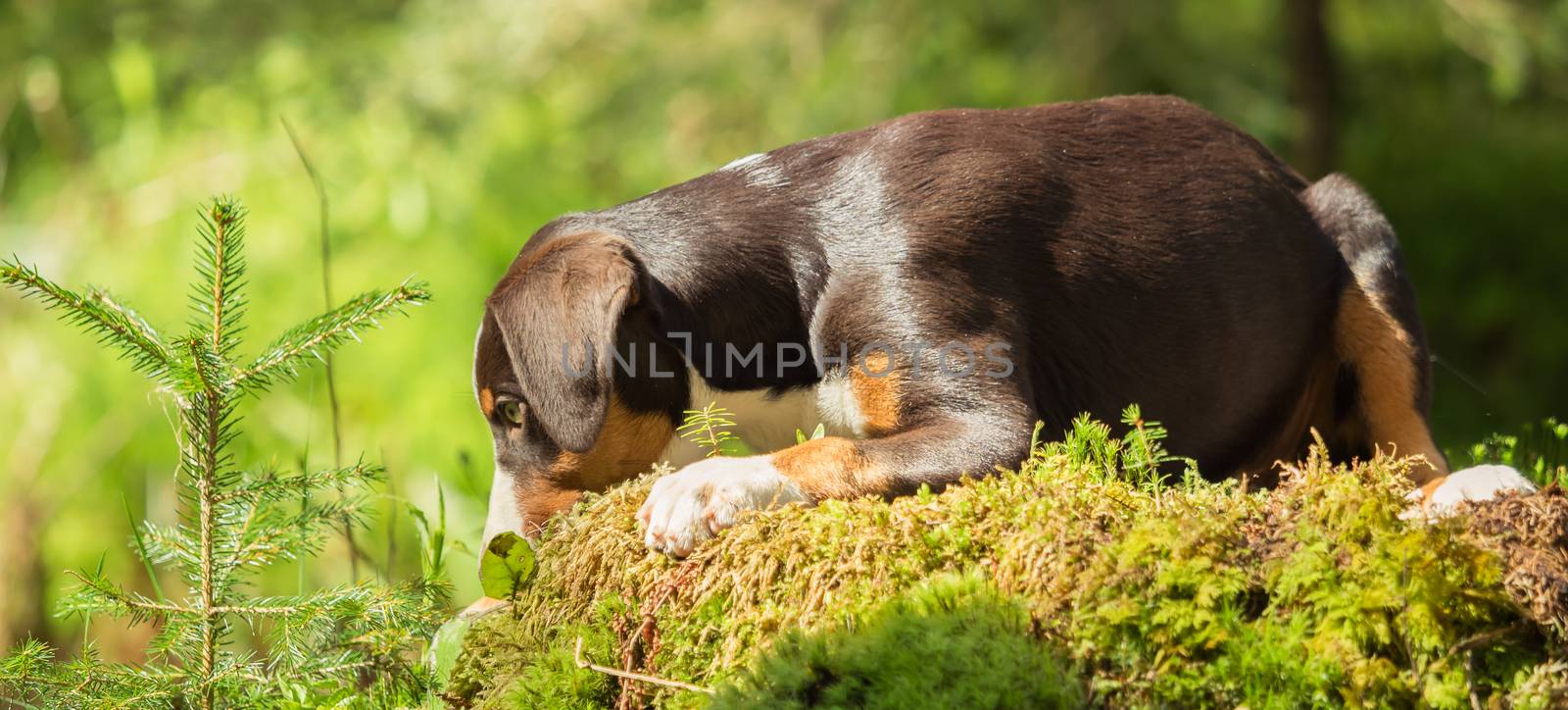Appenzeller puppy is lying and waiting by sandra_fotodesign