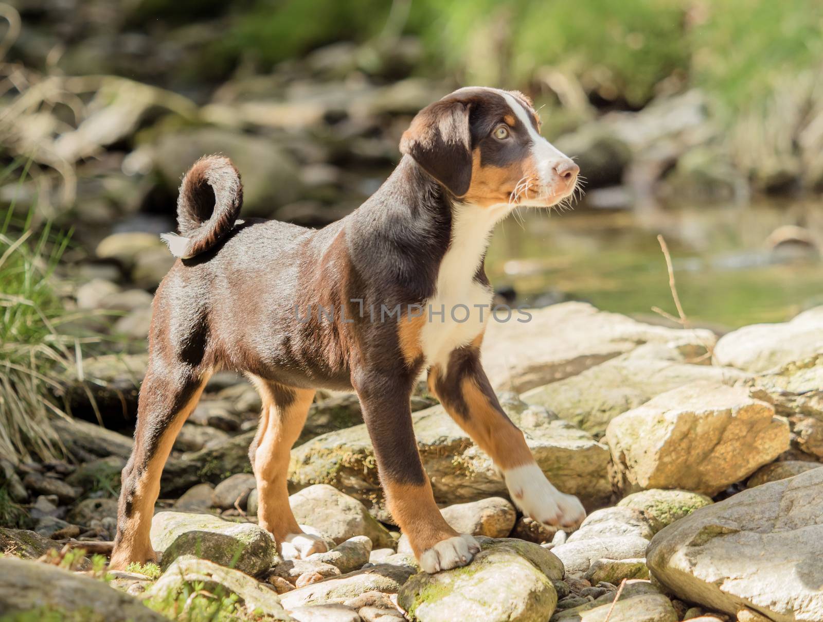 Appenzeller puppy stands and waits by sandra_fotodesign