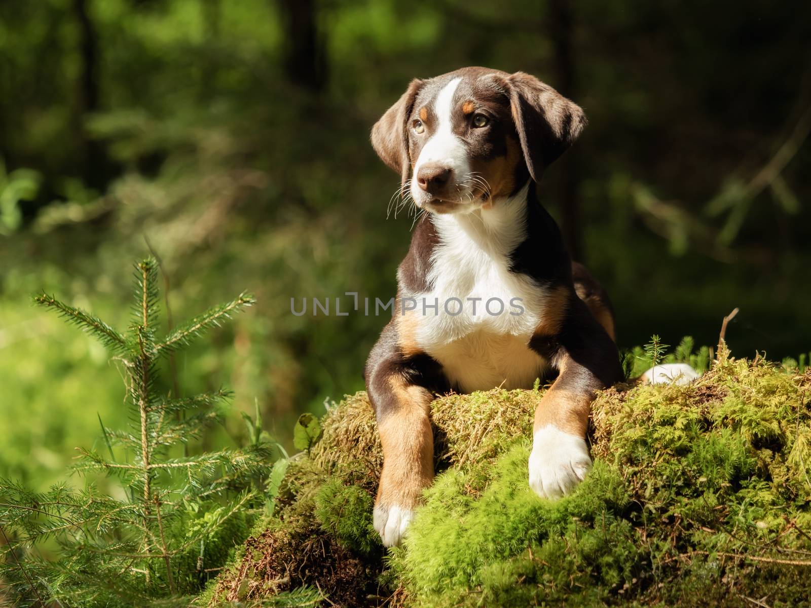 Appenzell puppy sitting and waiting by sandra_fotodesign