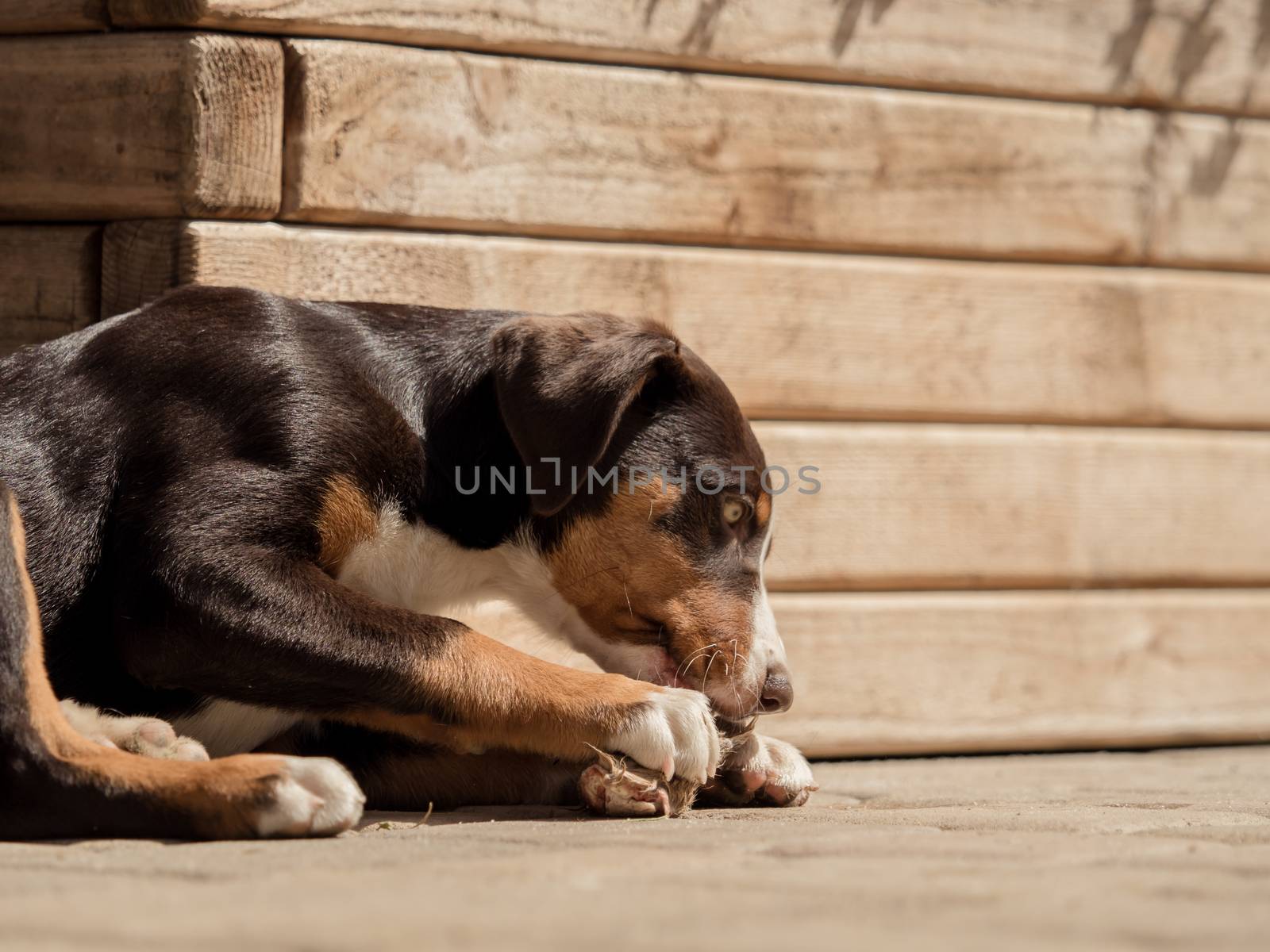 Appenzeller puppy eats by sandra_fotodesign