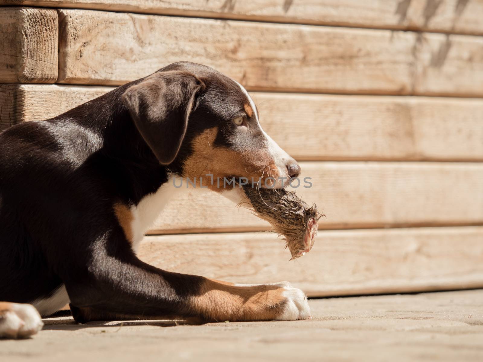 Appenzeller puppy eats in peace by sandra_fotodesign