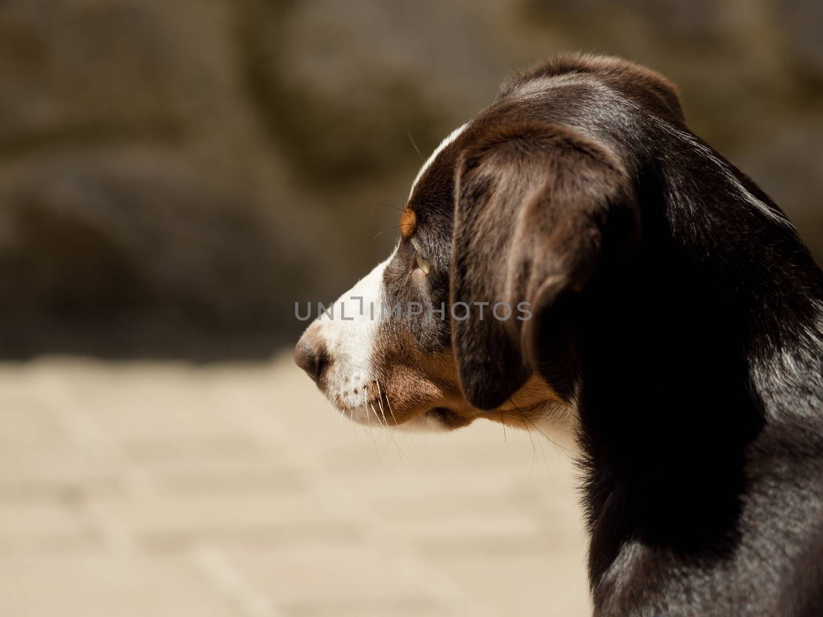 Head of an Appenzeller puppy by sandra_fotodesign