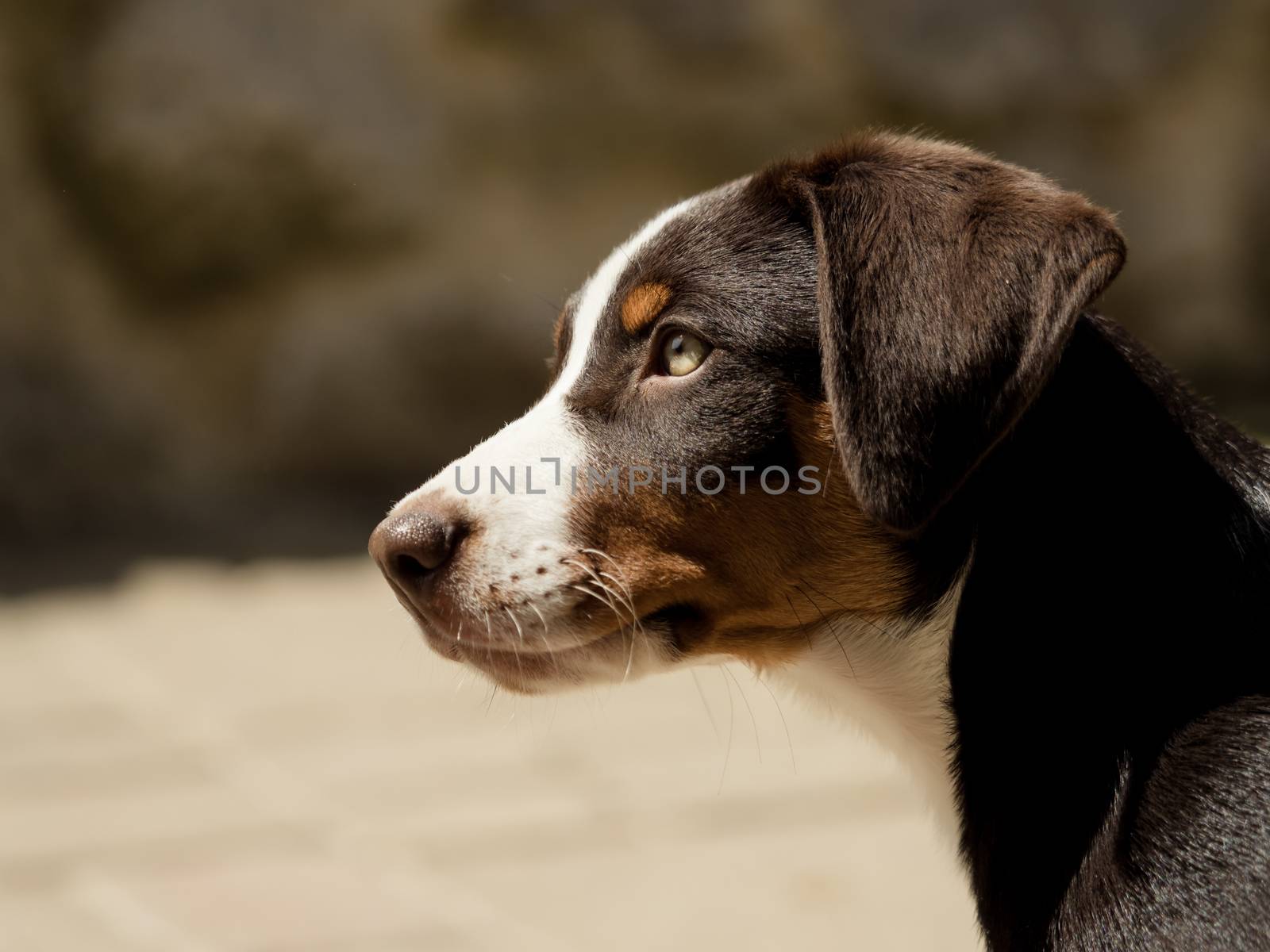 Head of an Appenzeller puppy by sandra_fotodesign