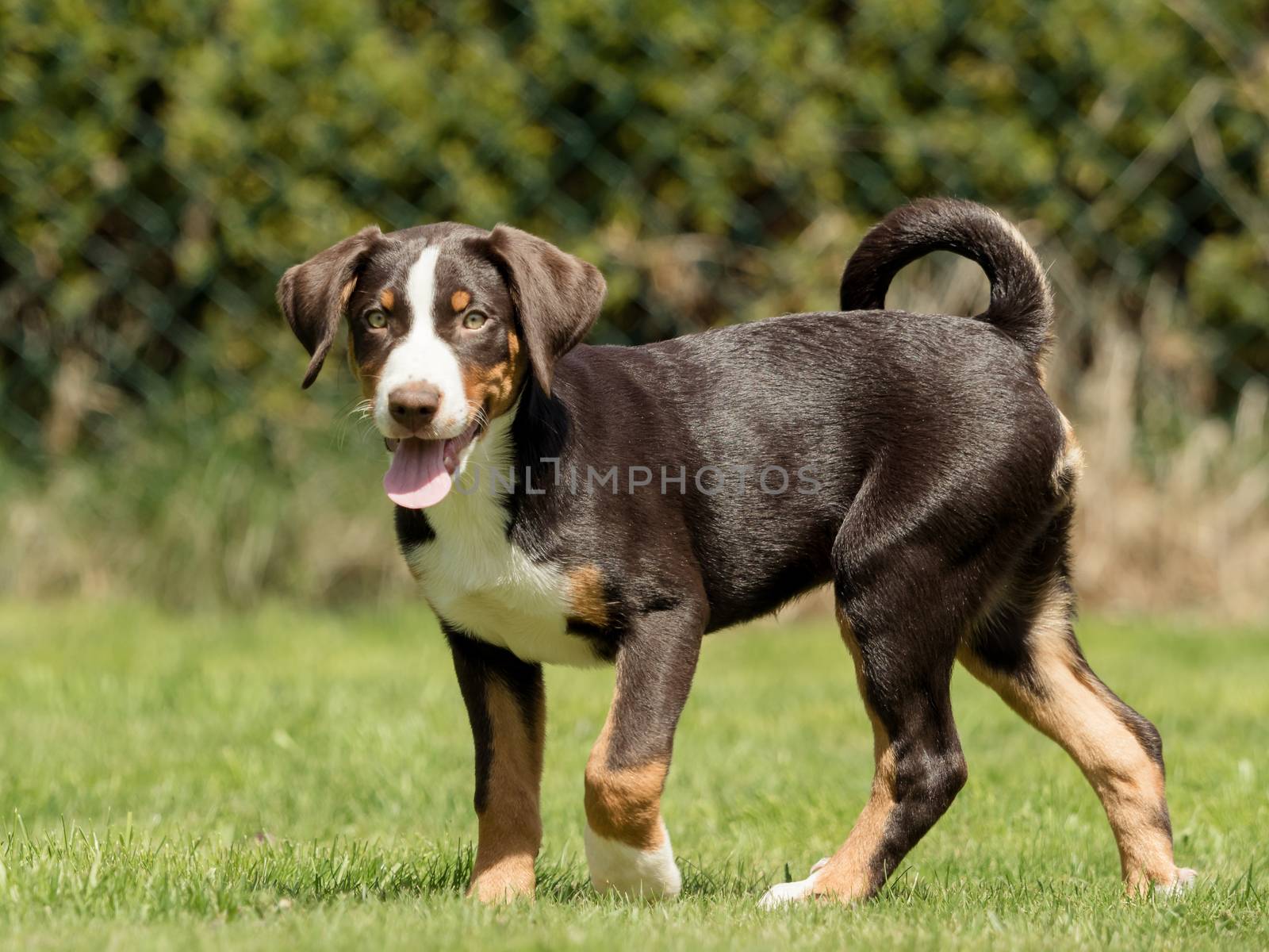 Appenzeller puppy stands and waits