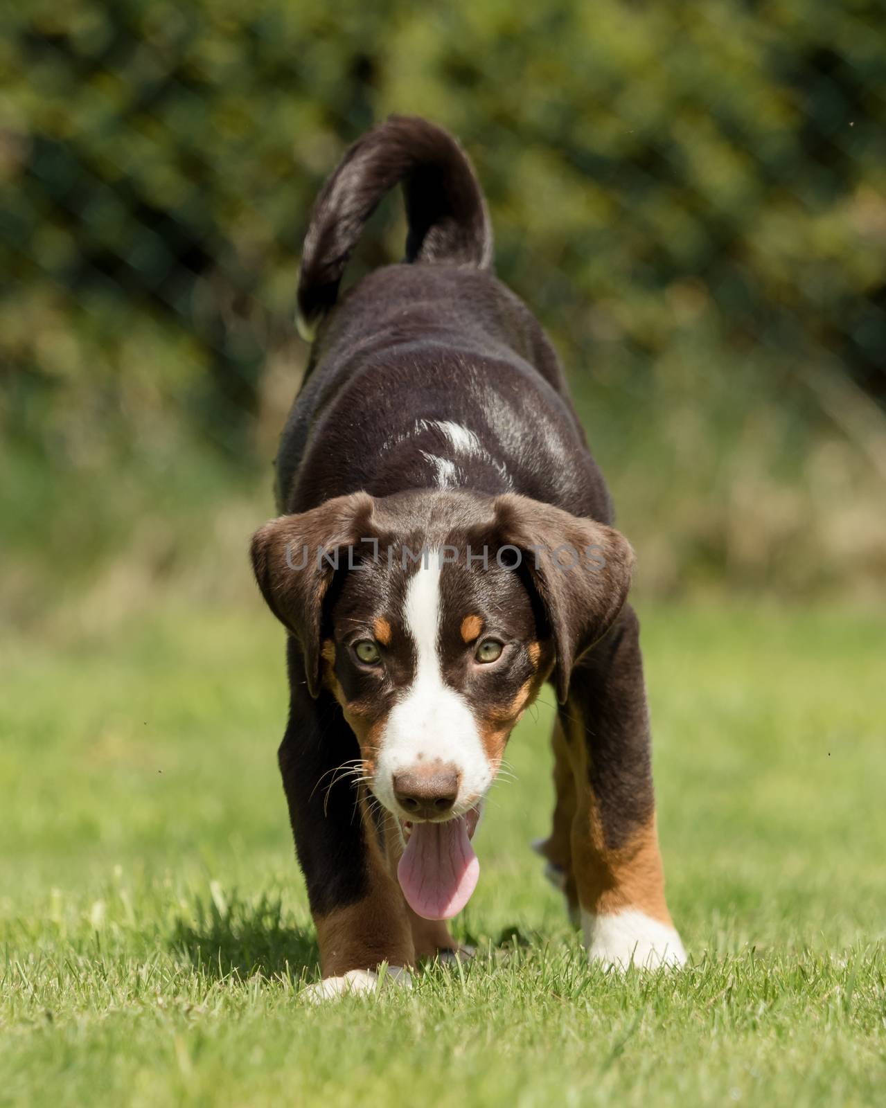Appenzeller puppy stands and waits