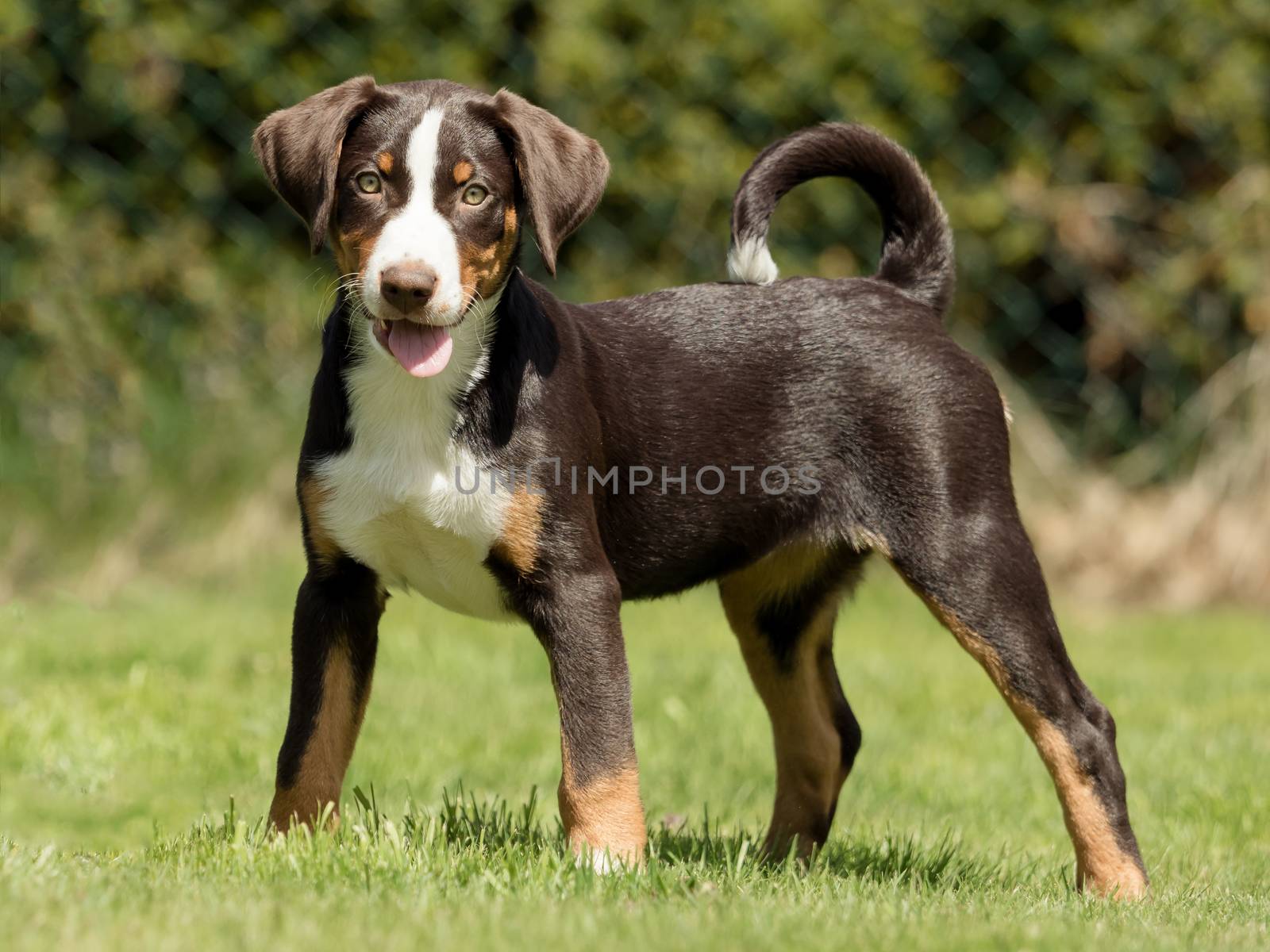 Appenzeller puppy stands and waits by sandra_fotodesign