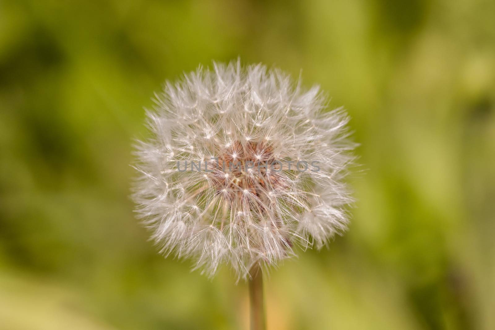 A dandelion in the middle of a meadow by sandra_fotodesign