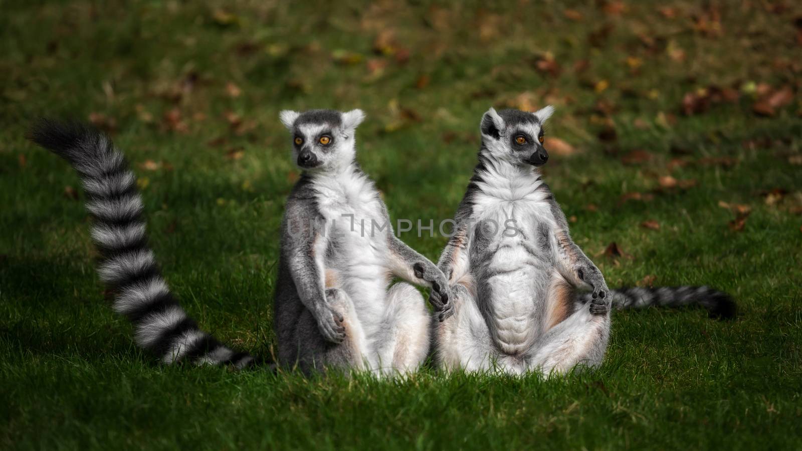 A couple of lemures sitting an gras and holding hands