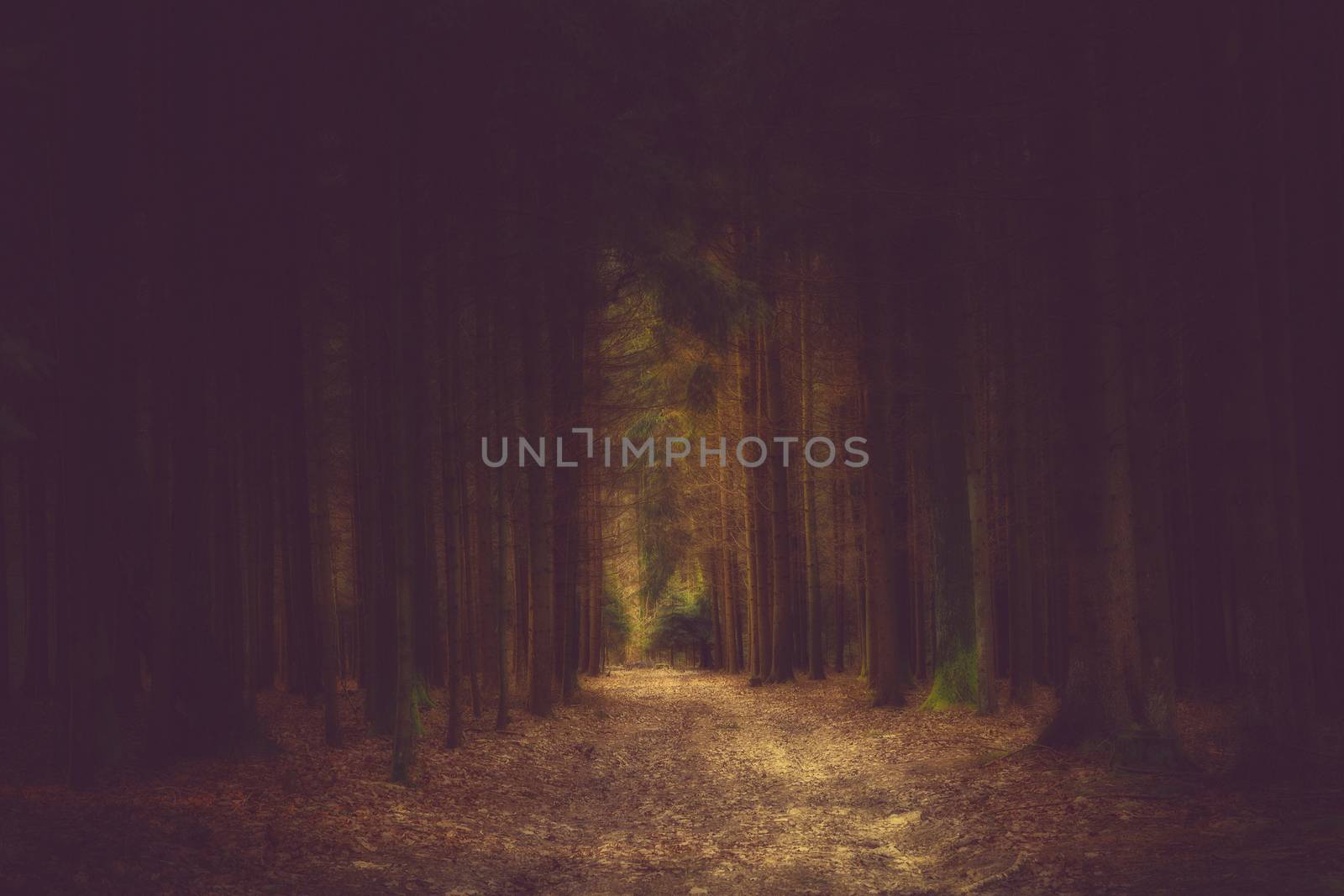 Dark path in the forrest into the light by sandra_fotodesign