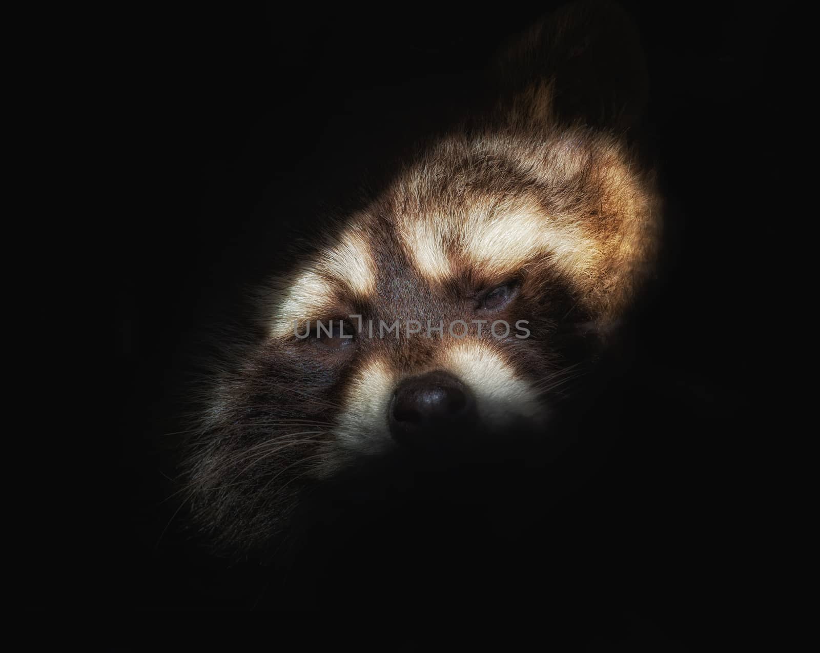 Head of a raccoer against black background by sandra_fotodesign