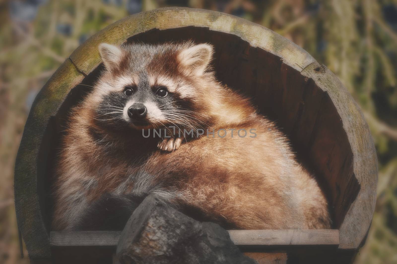 A little racoon looks out of his house
