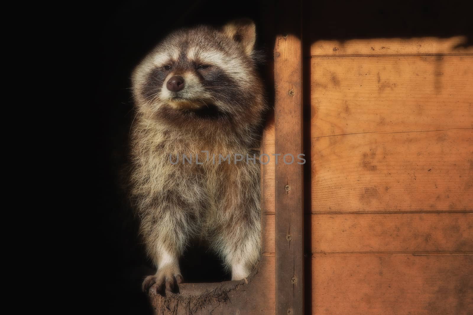 A  little raccon looks out of his house