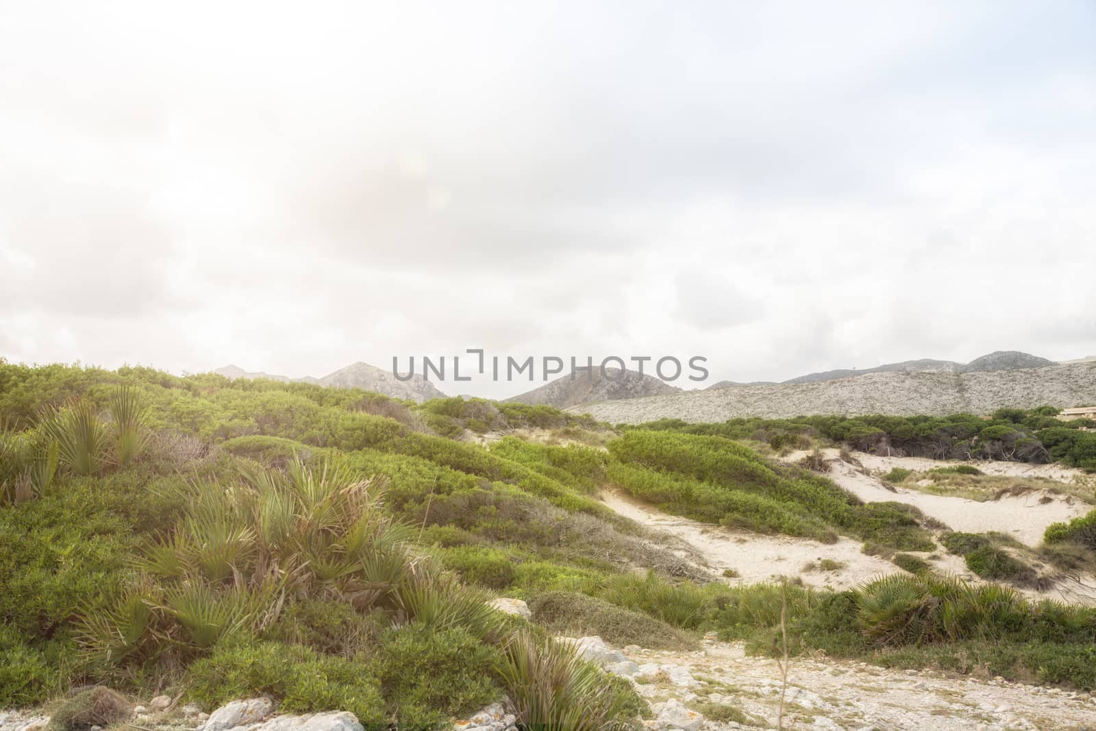 Dunes of Cala Mesquida, Mallorca near the sea by sandra_fotodesign
