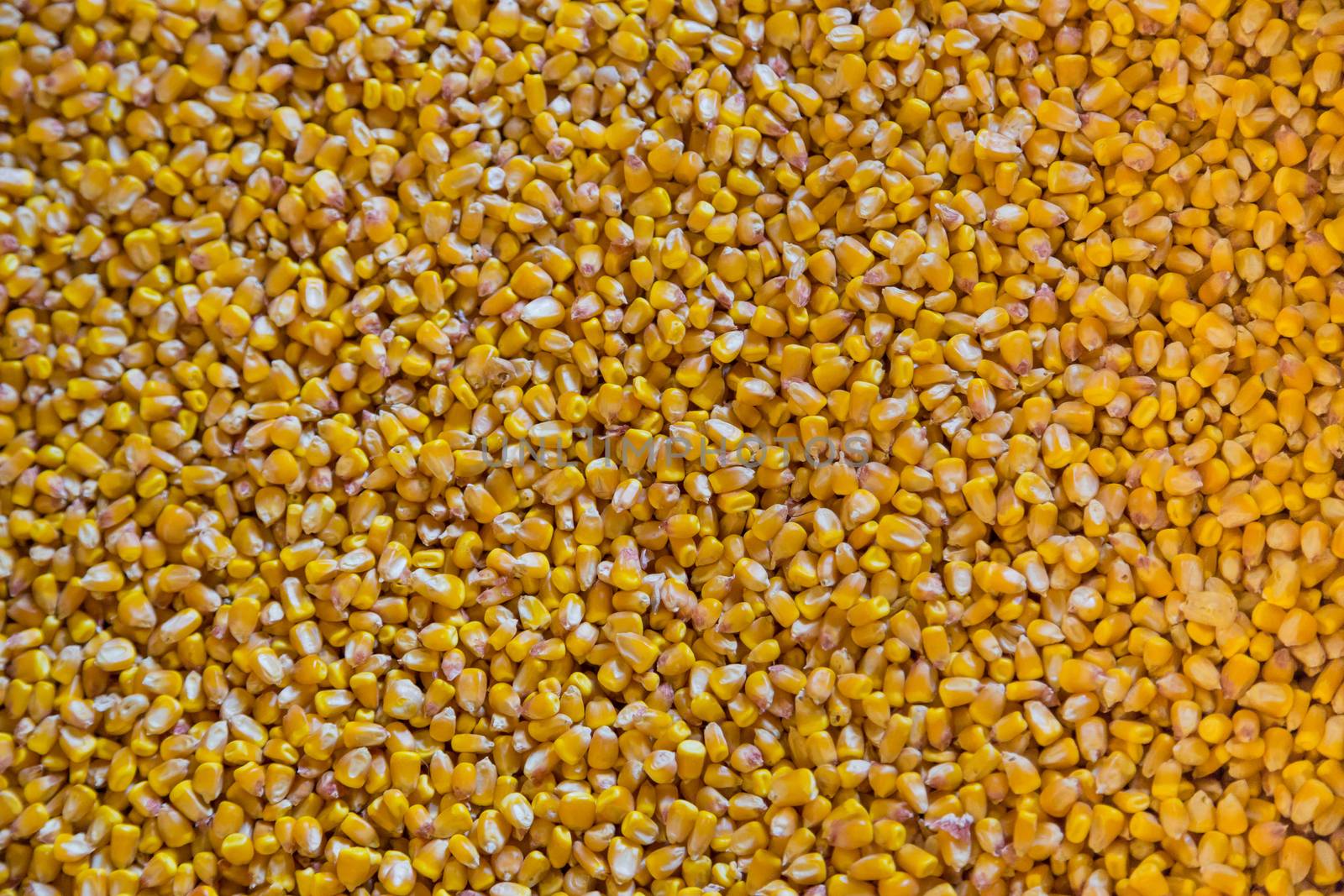 A pile of corn grains in the warehouse