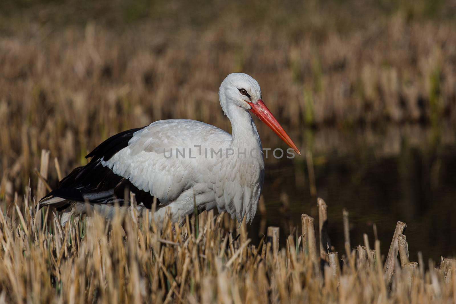 Standing stork in the middle of the reed