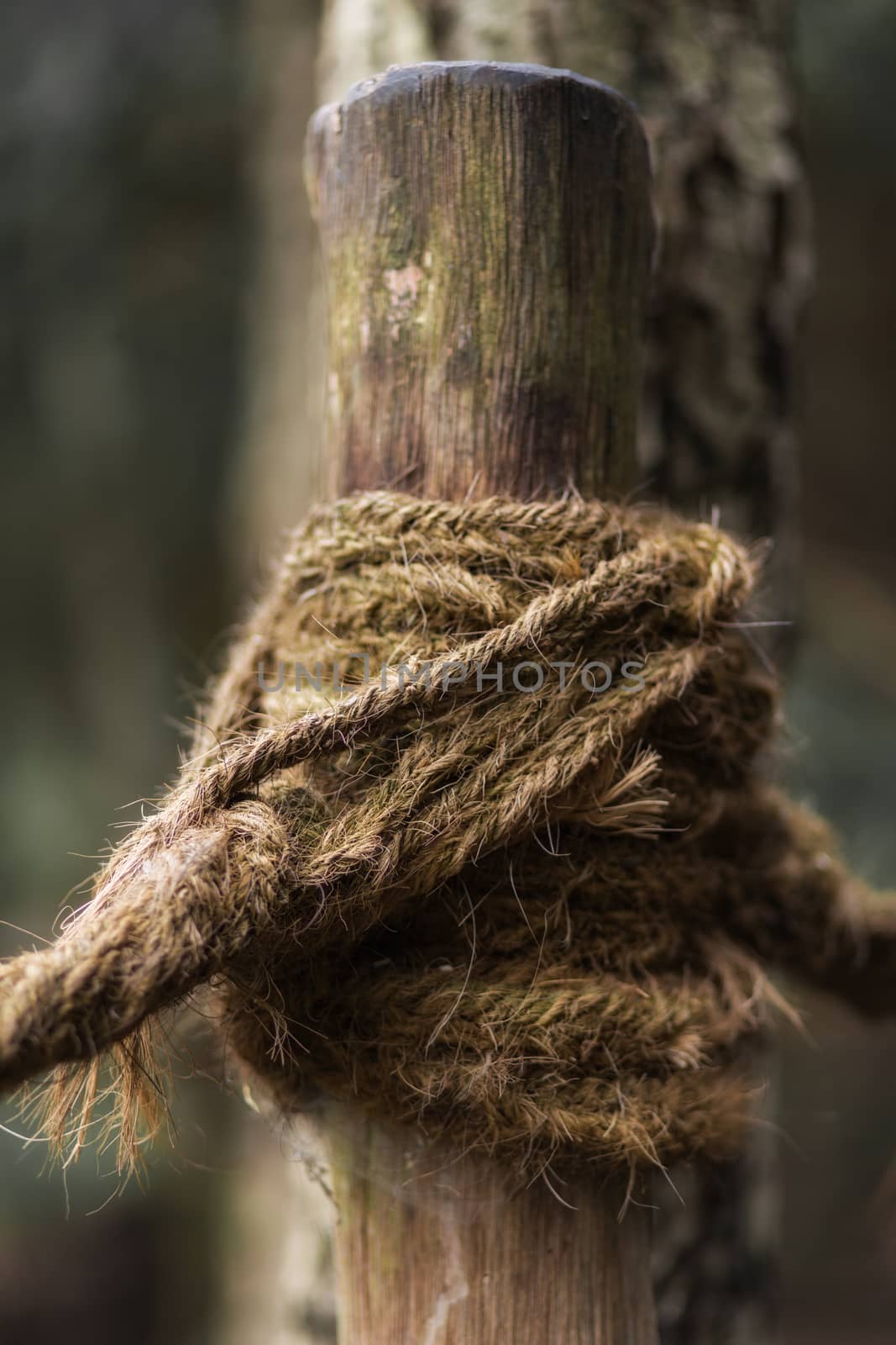 A knot of rope around a wooden post by sandra_fotodesign