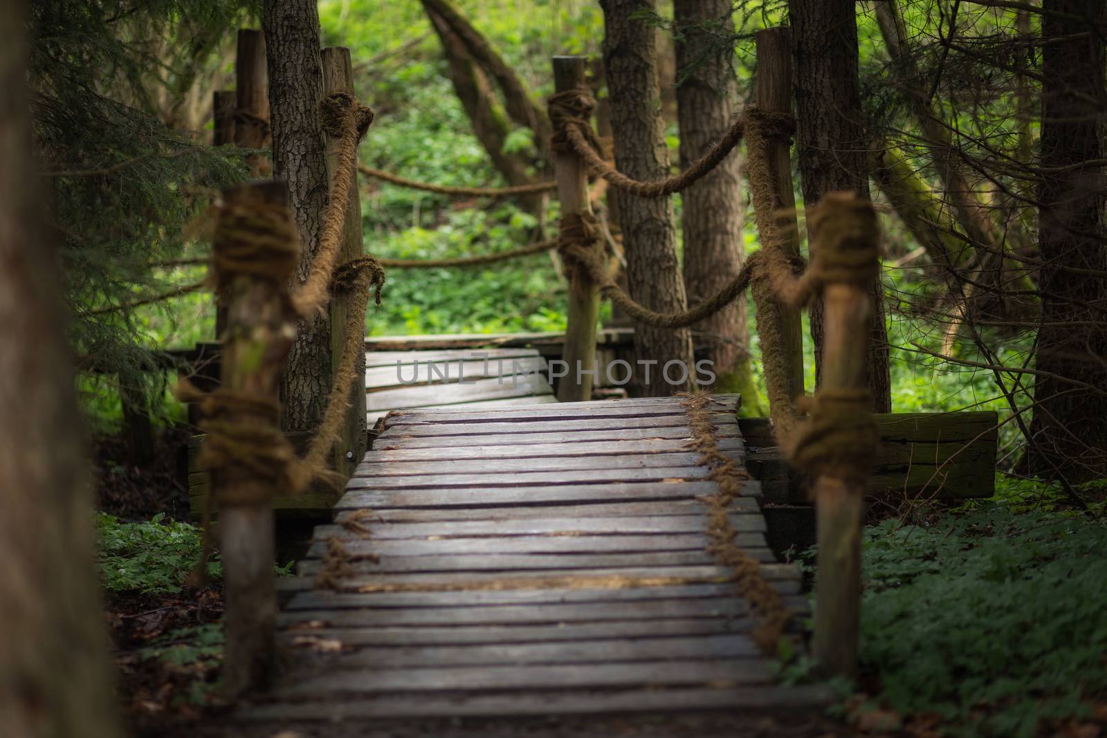 A small wooden bridge in the forest