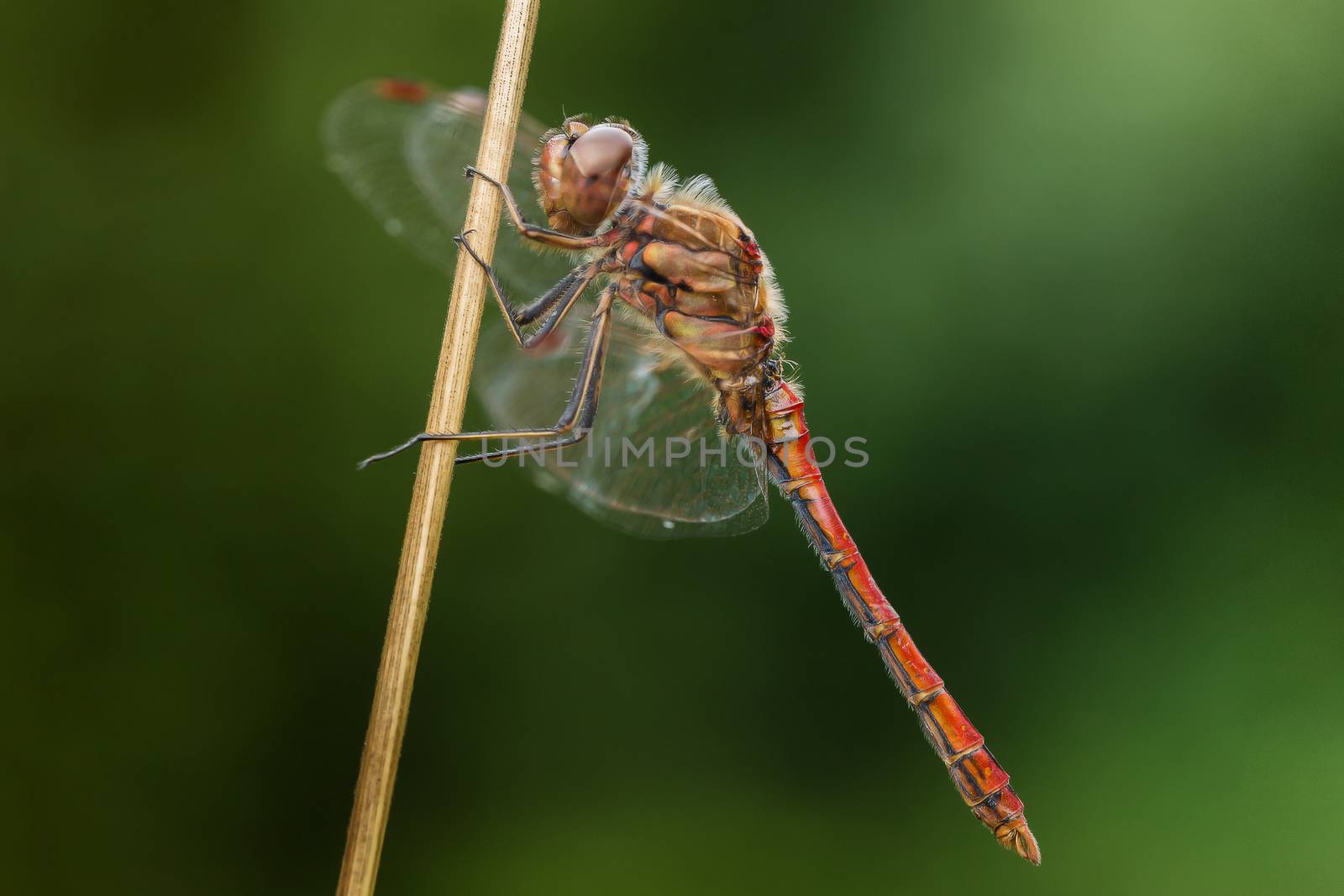A red dragon-fly against a green soft background by sandra_fotodesign