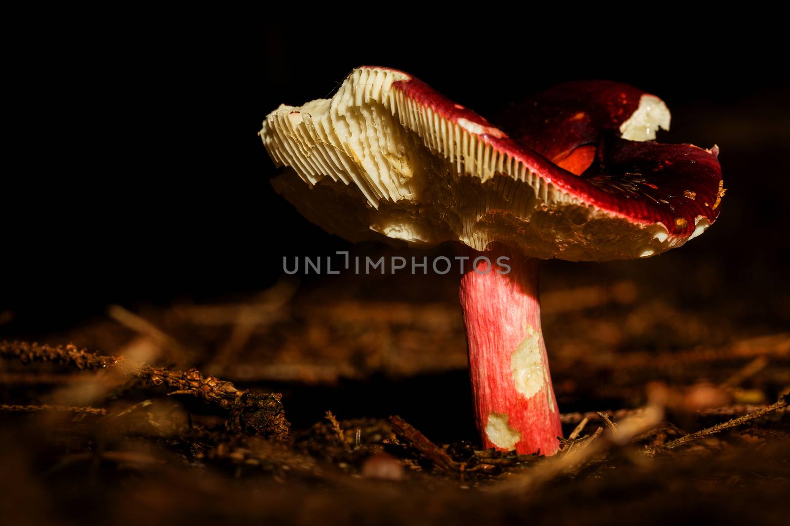 Little red mushroom in the forrest