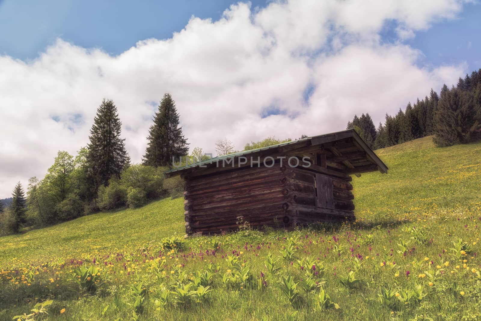 A small wooden hut surrounded by a green meadow