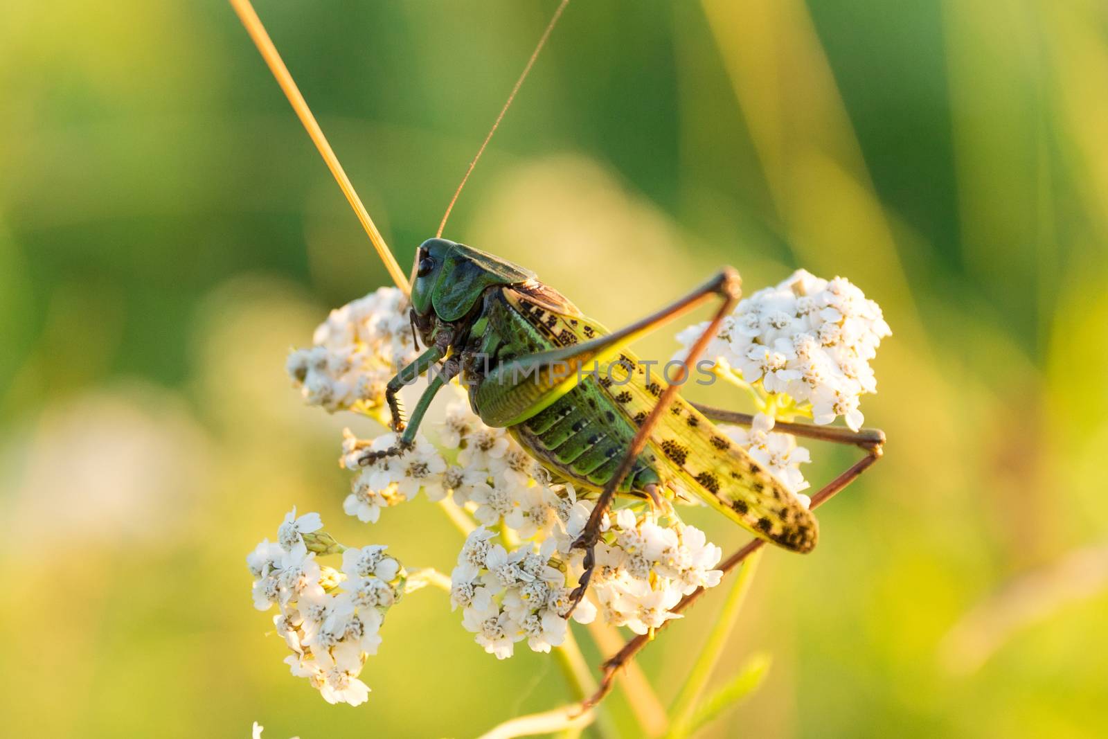 Grasshopper on the grass by AlexBush