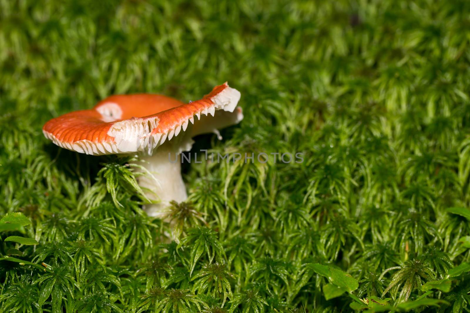 A small mushroom in the middle of the forest with beautiful light by sandra_fotodesign
