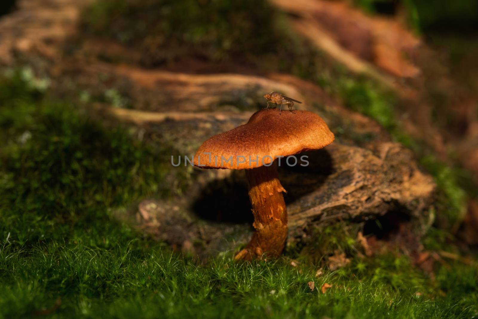 A small mushroom in the middle of the forest with beautiful light