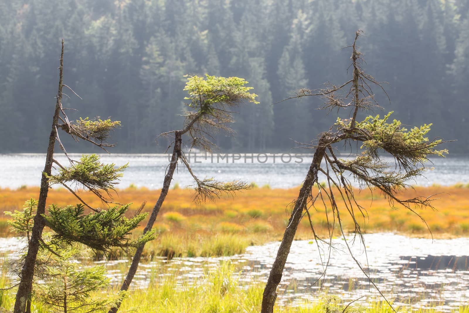 Autumn landscape scene at the lake great arber, Bavaria by sandra_fotodesign