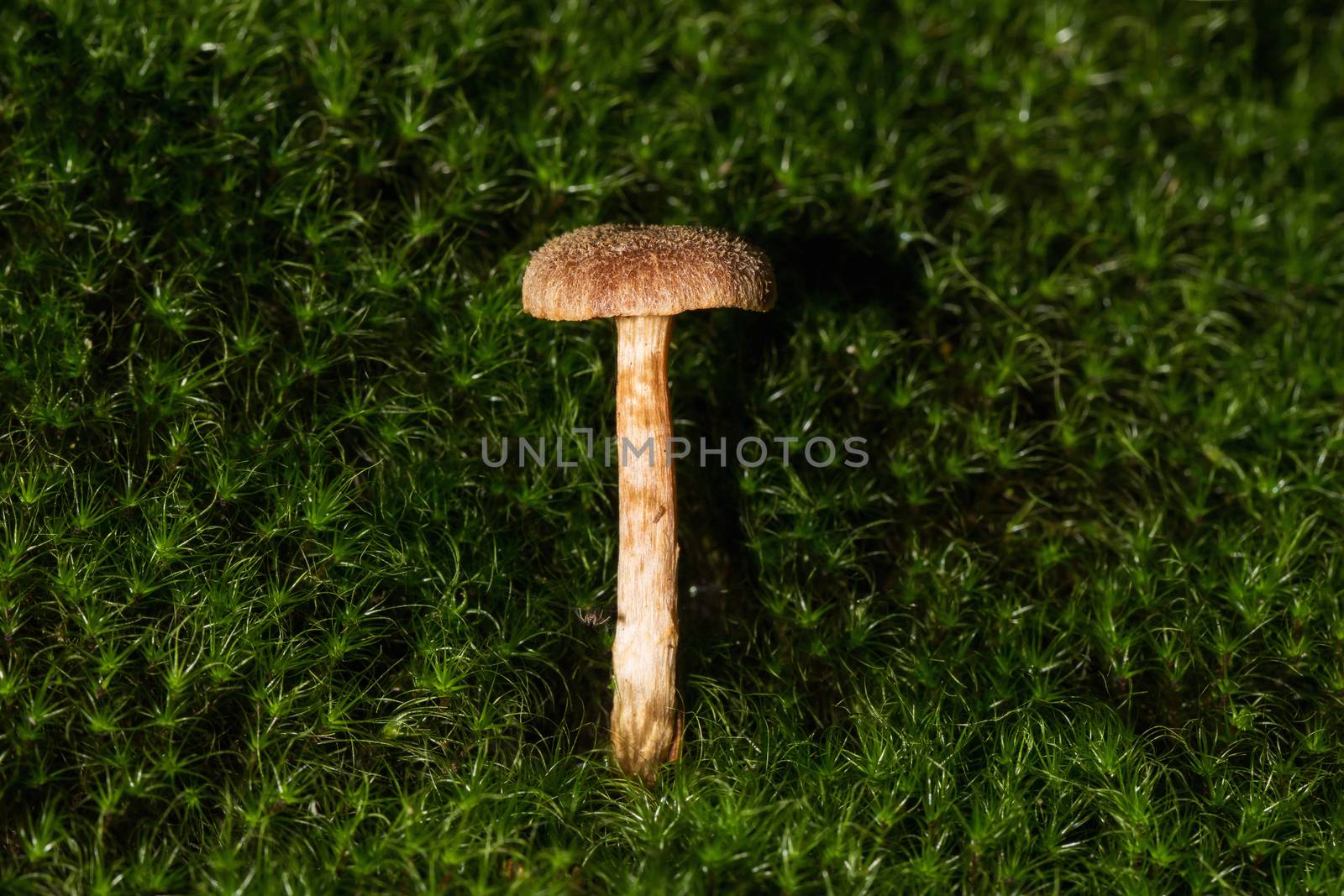 A small mushroom in the middle of the forest with beautiful light by sandra_fotodesign