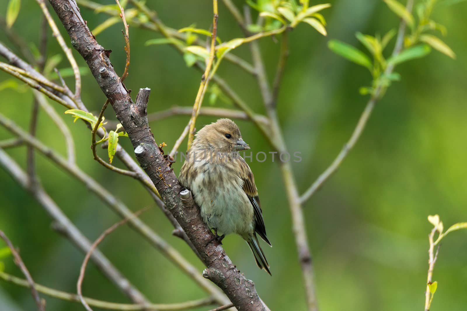Finch on a branch, beautiful bird, Russia, village, summer