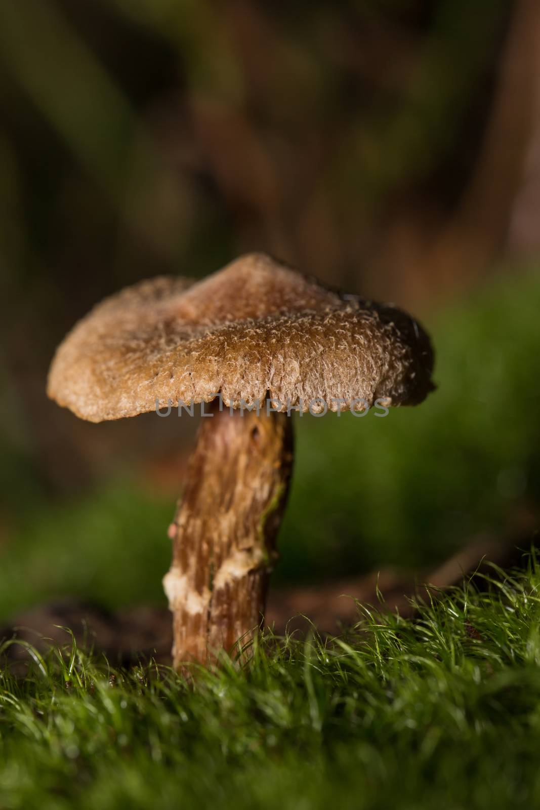 A small mushroom in the middle of the forest with beautiful light