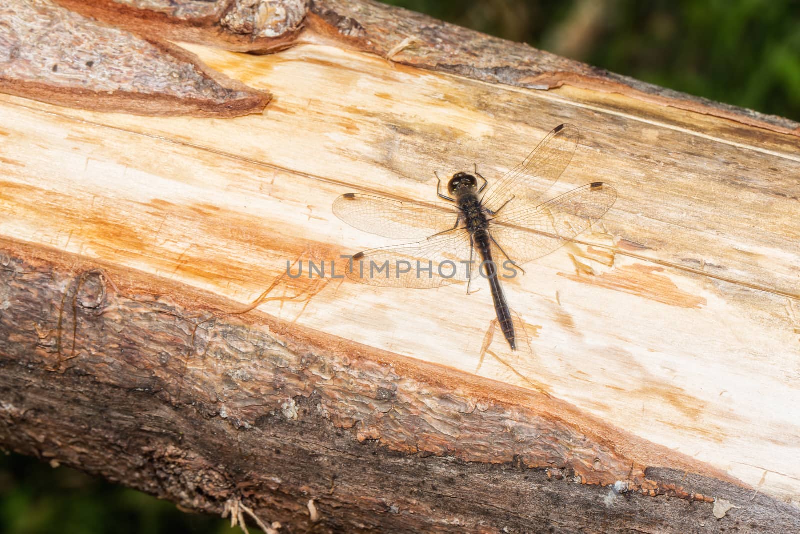 Little dragon fly on a piece of wood by sandra_fotodesign