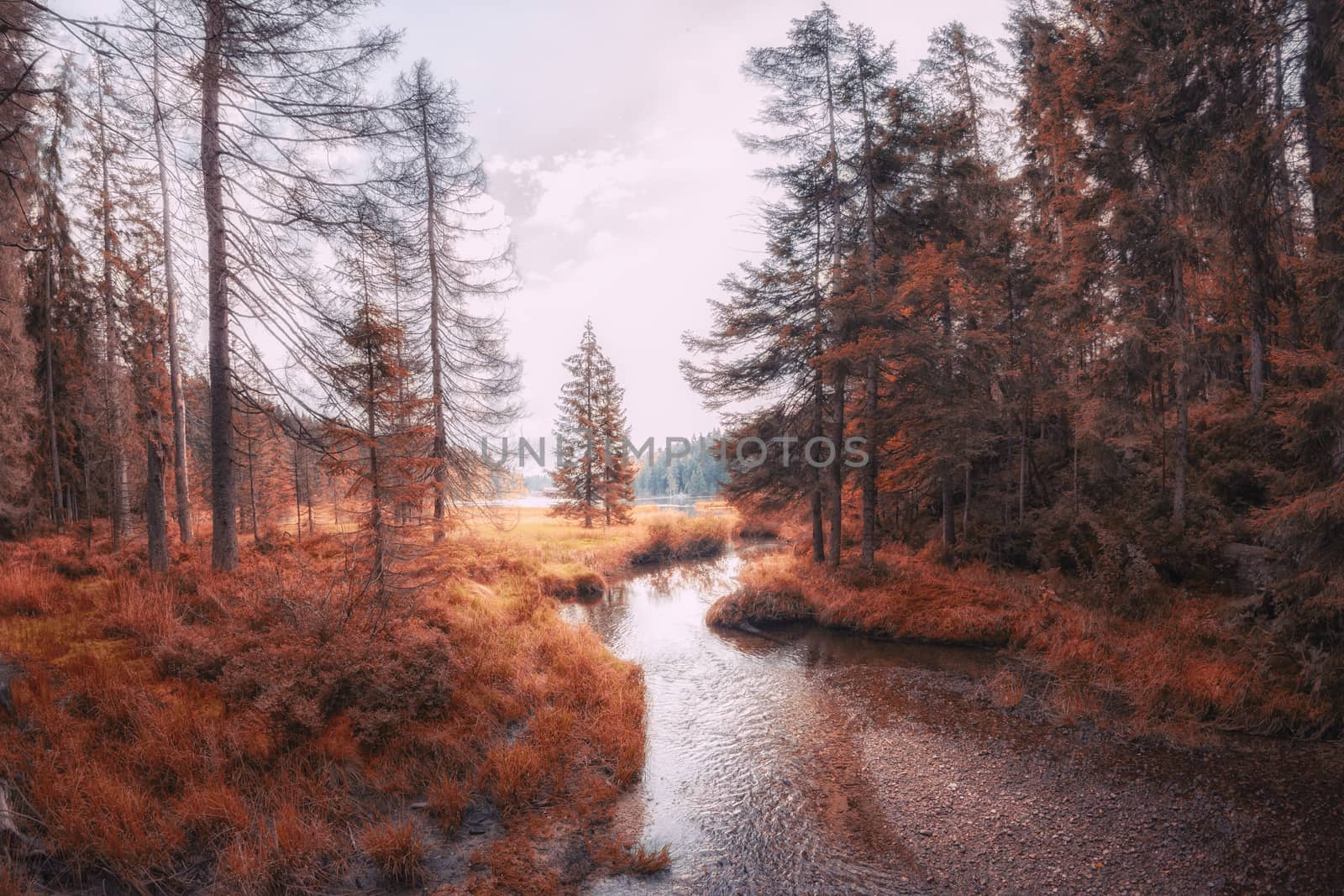 Autumn landscape scene at the lake arber, Bavaria by sandra_fotodesign