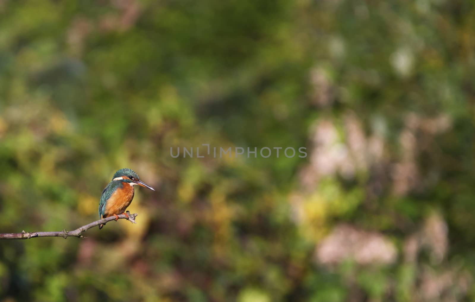 Eurasian, river or common kingfisher, alcedo atthis, Neuchatel, Switzerland by Elenaphotos21