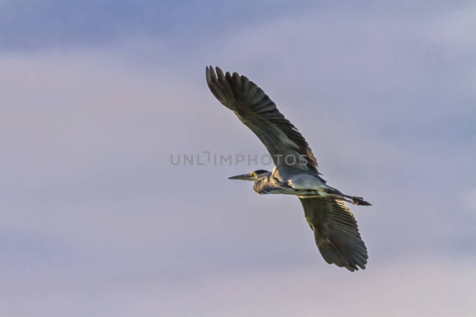 Grey heron, ardea cinerea, flying in the sky in Geneva, Switzerland