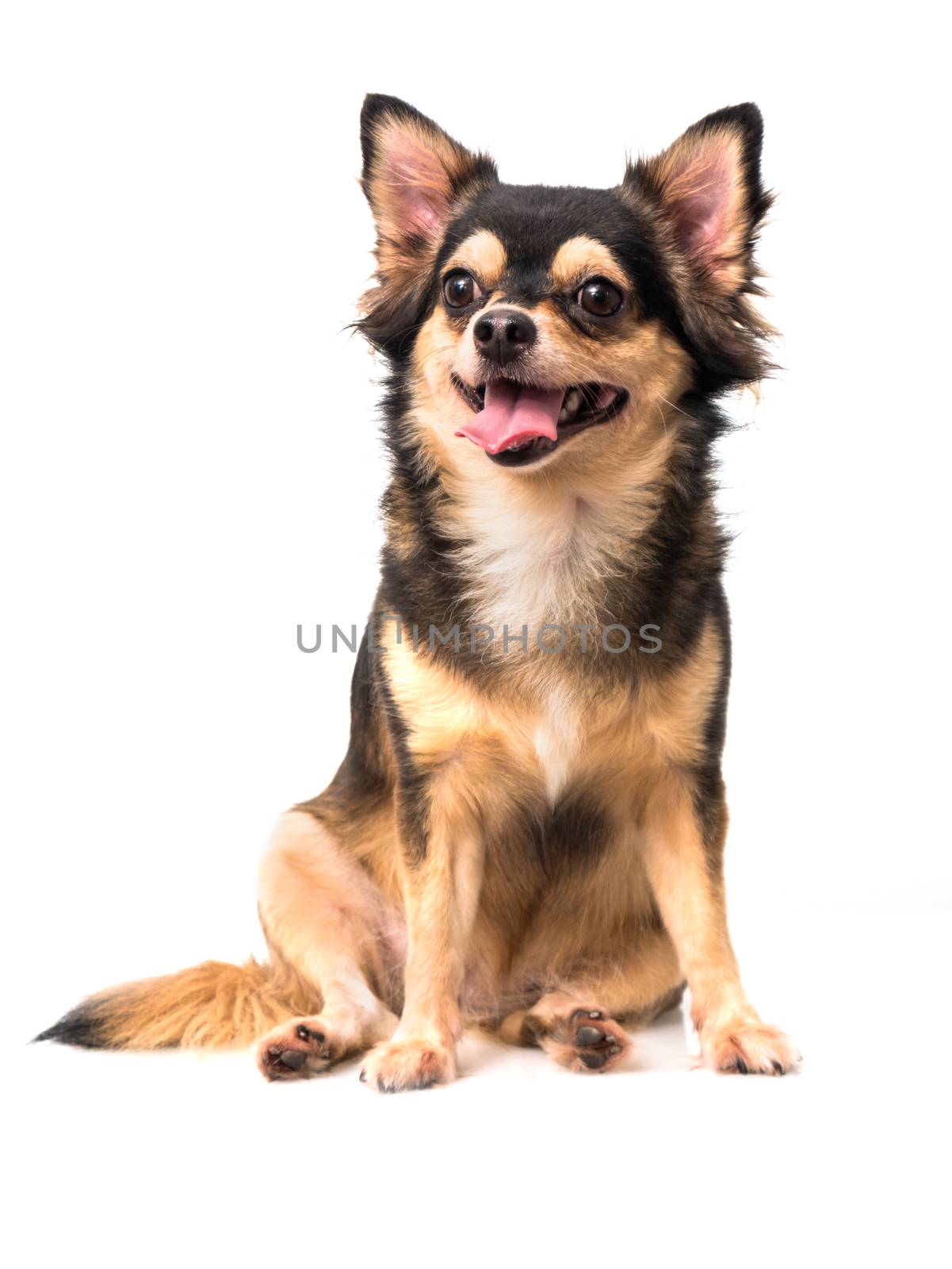 Chihuahua on sitting pose isolated on white background